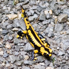 fire salamander leava alone danger poisonous