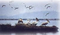 dalmatian pelicans