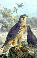 eleonora's falcon